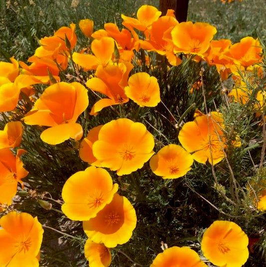 Yellow California Poppy
