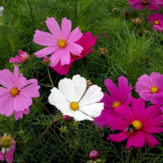 Cosmos Sensation Mixed Color