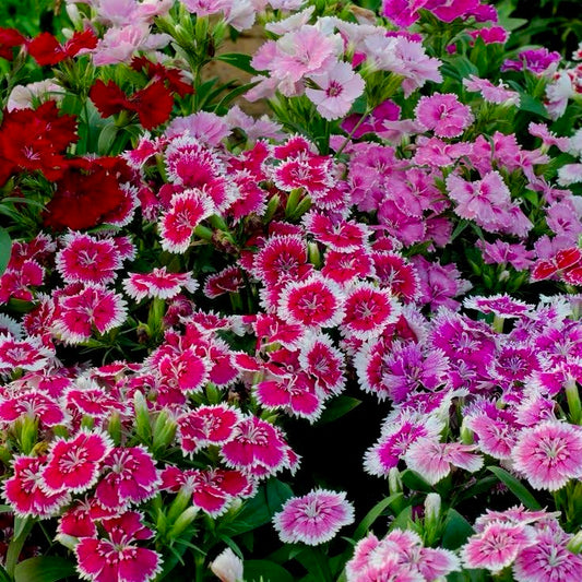 Dianthus Baby Doll Mixed Color