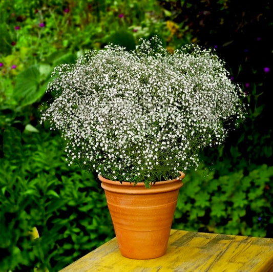 White Gypsophila