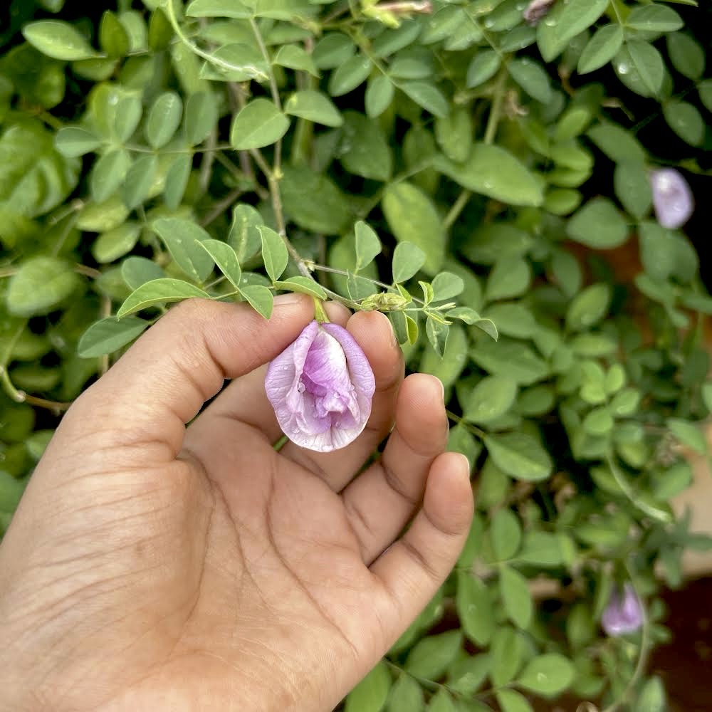 Lavender Pink Butterfly Pea Double Petal