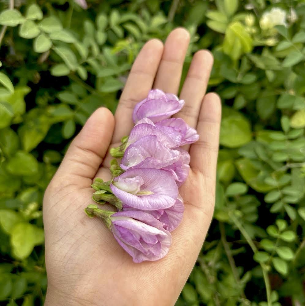 Lavender Pink Butterfly Pea Double Petal