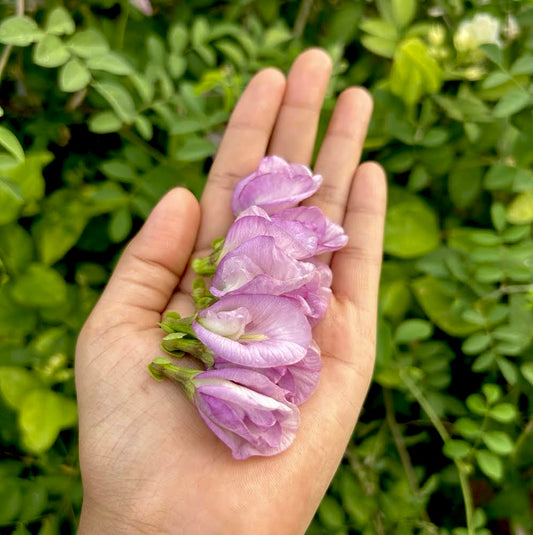 Lavender Pink Butterfly Pea Double Petal
