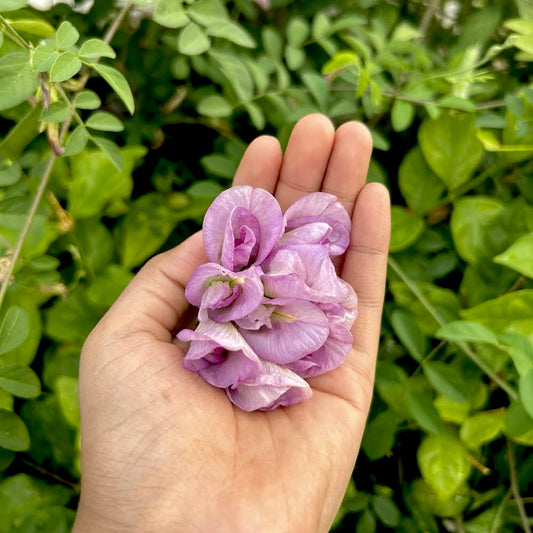 Lavender Pink Butterfly Pea Double Petal