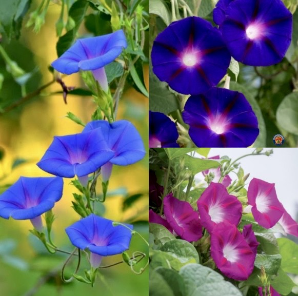 Morning Glory Mixed Color