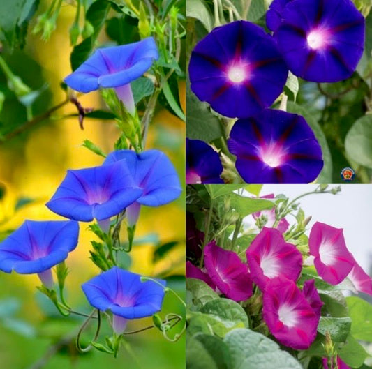 Morning Glory Mixed Color