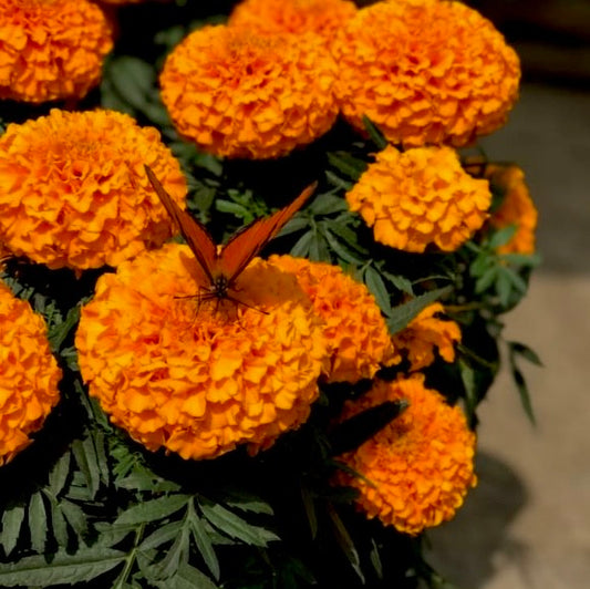Orange Marigold