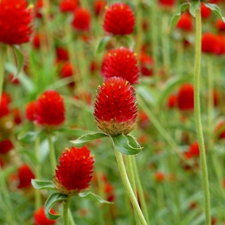 Strawberry Red Gomphrena