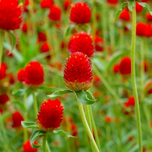Strawberry Red Gomphrena