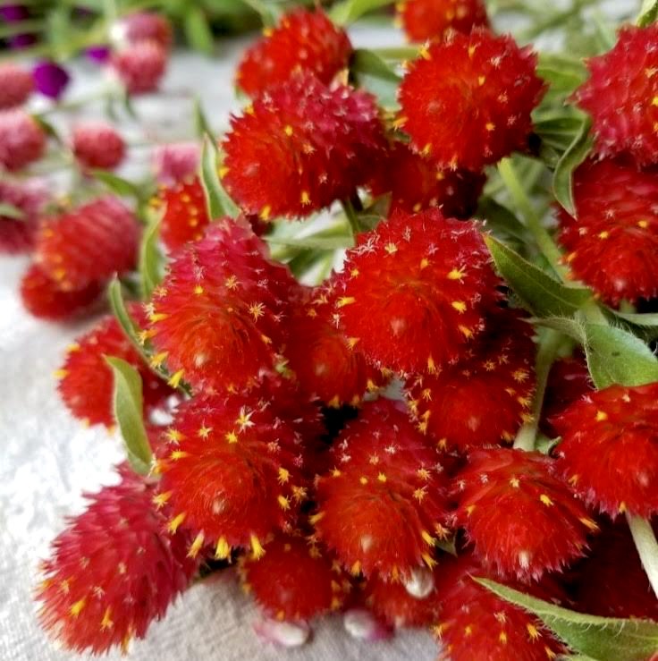 Strawberry Red Gomphrena
