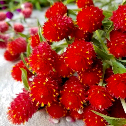 Strawberry Red Gomphrena