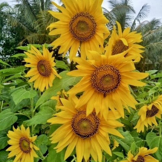 Sunflower