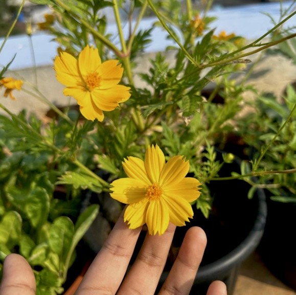 Yellow Cosmos