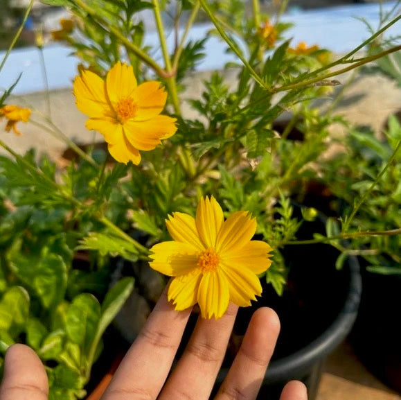 Yellow Sunshine Cosmos
