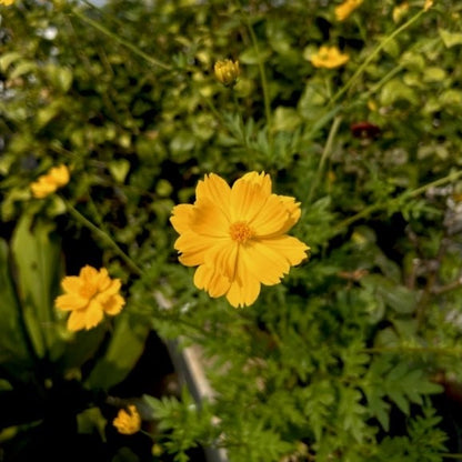 Yellow Cosmos