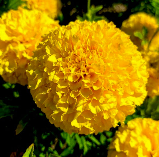 Yellow Marigold