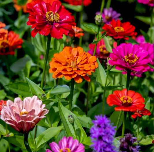 Zinnia Mixed Color