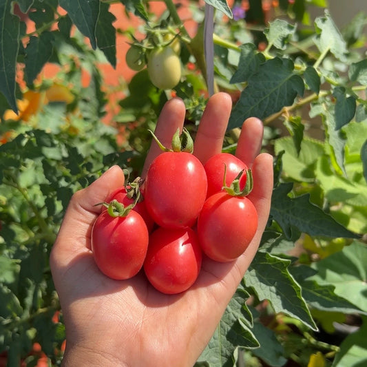 Kumkum Kesari Tomato
