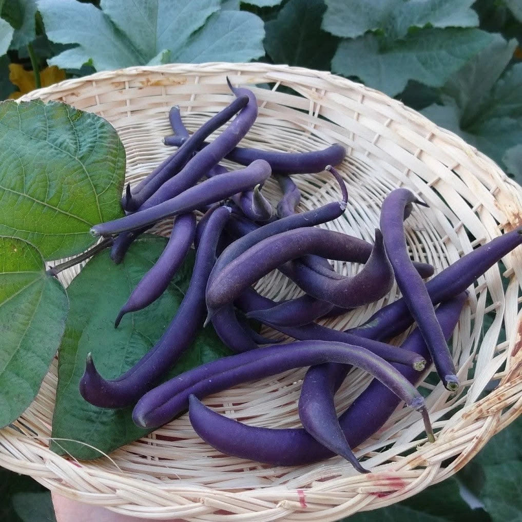 Purple Bush Beans
