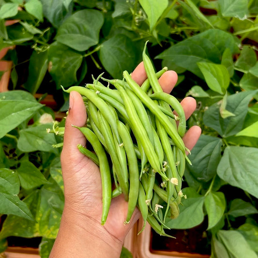 French Bush Beans