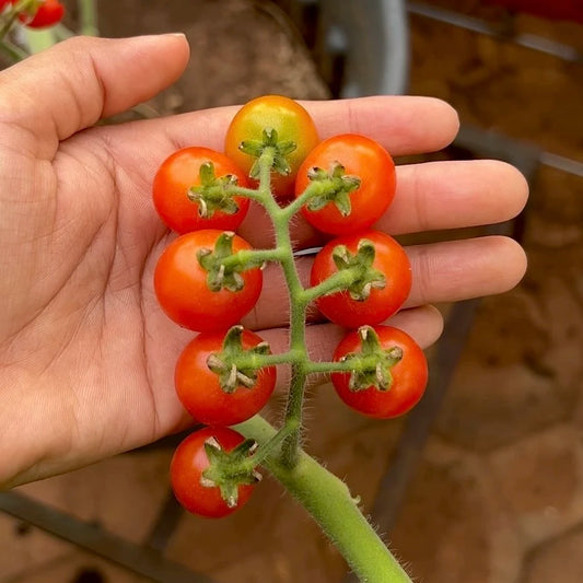 Red Cherry Tomato