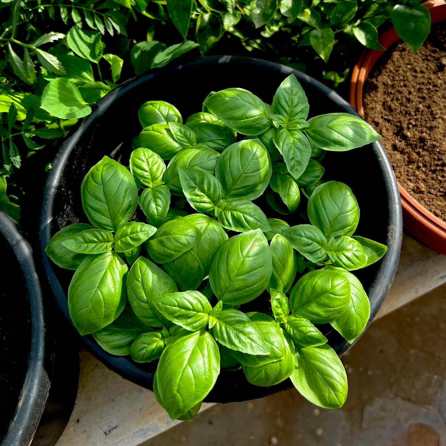 Italian Basil