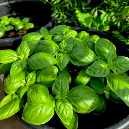Italian Basil