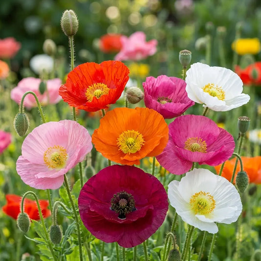 Indian Shirley Poppy Mixed Color