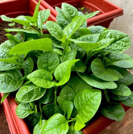Malabar Spinach