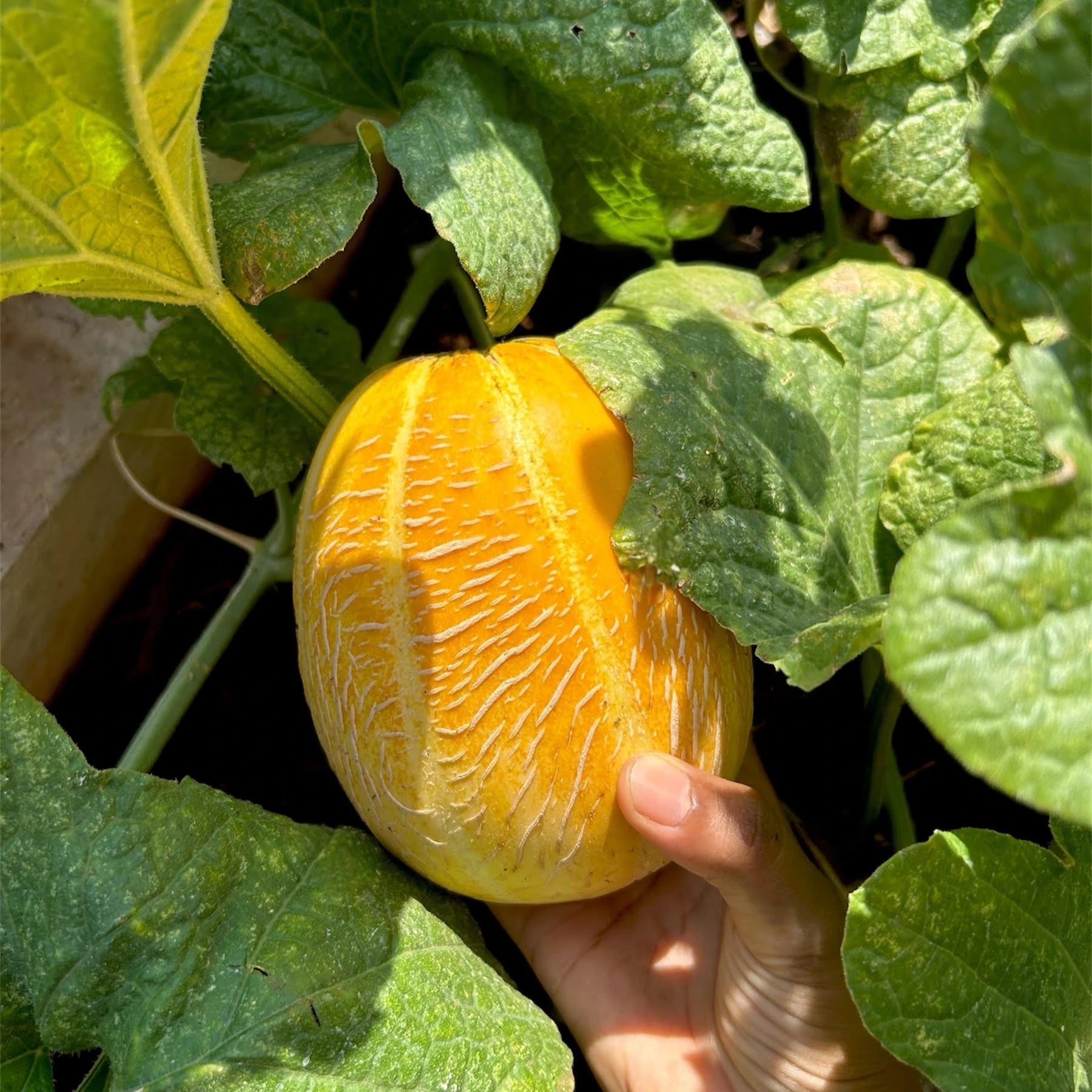 Muskmelon Seeds