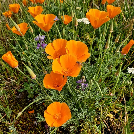 Orange California Poppy