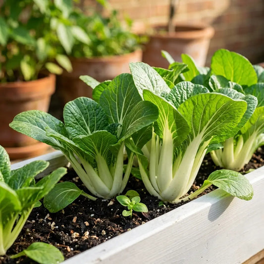 Pak Choi (Bok Choi)