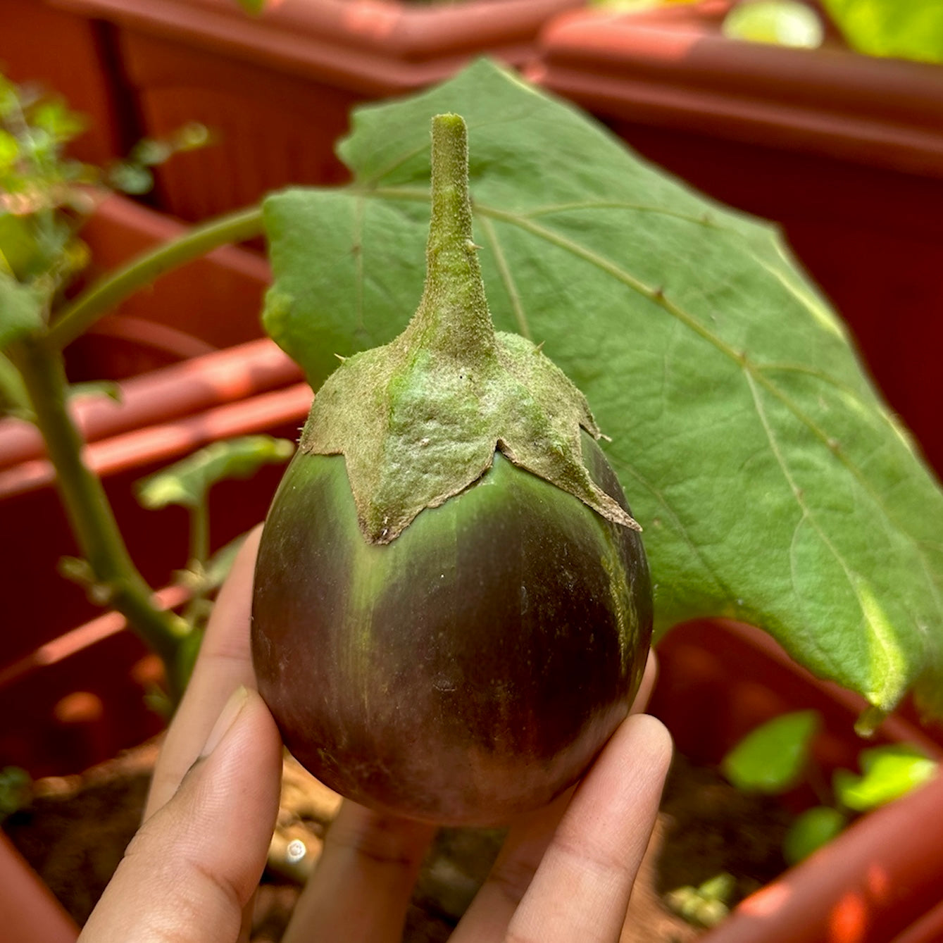 Elavambadi Thorn Brinjal