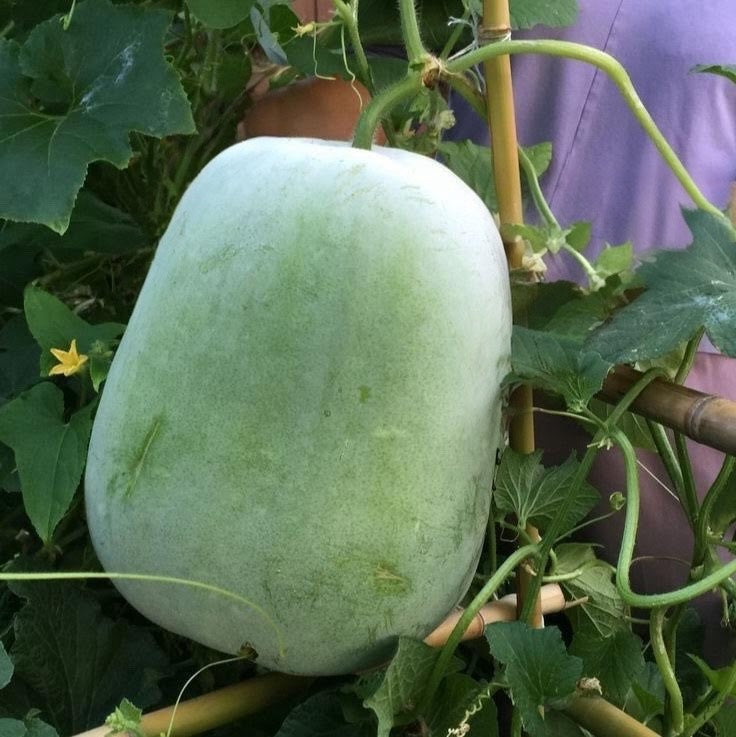 Ash Gourd