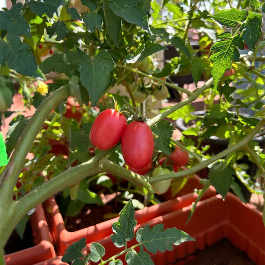 Kumkum Kesari Tomato