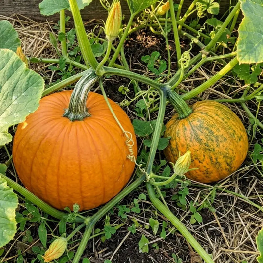 Pumpkin