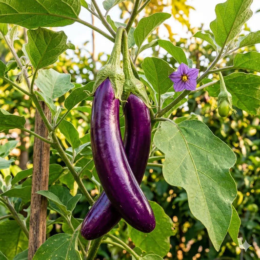 Purple Long Brinjal