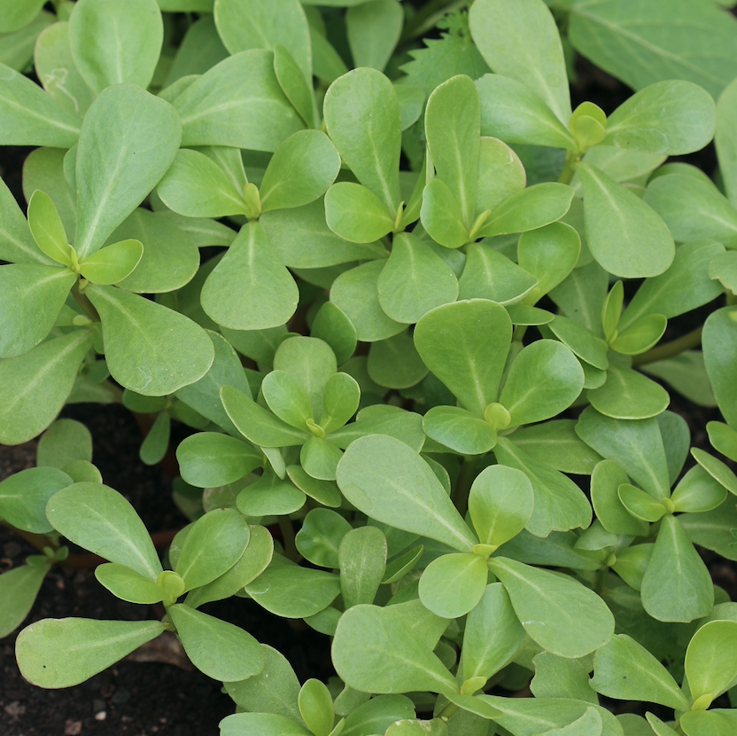 Purslane/Paruppu Keerai