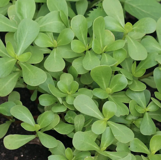 Purslane/Paruppu Keerai