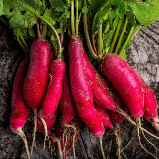 Red Radish