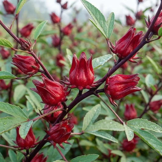 Red Stemmed Gongura