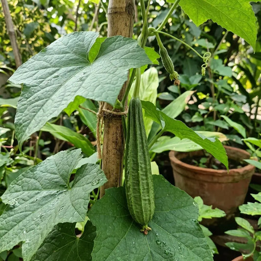 Ridge Gourd