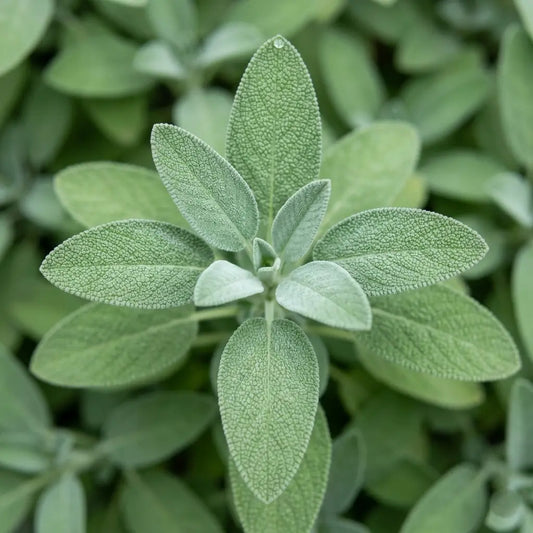 Sage