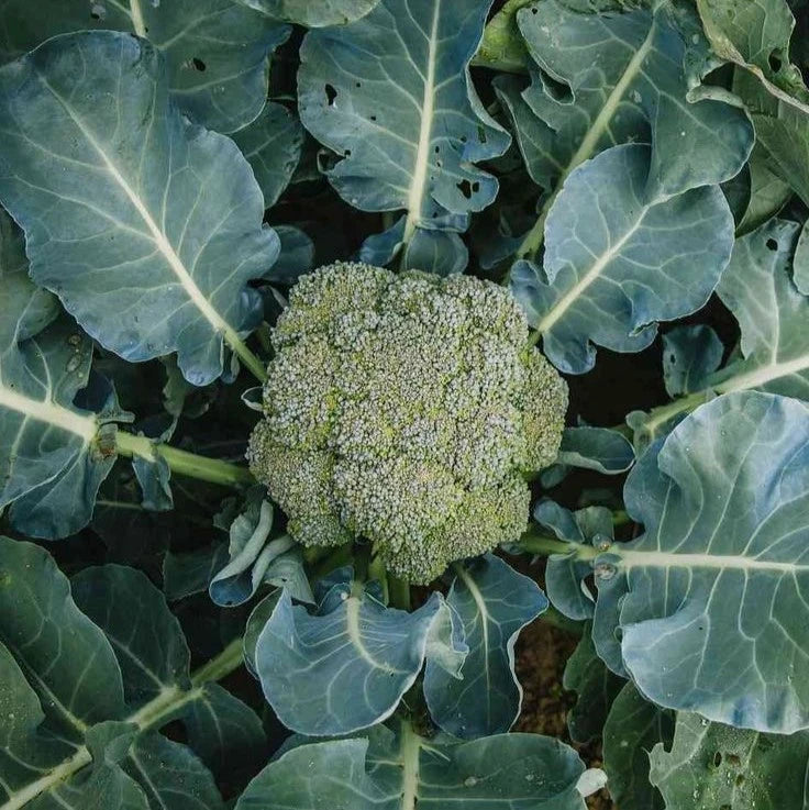 Broccoli Seeds – Keegreens
