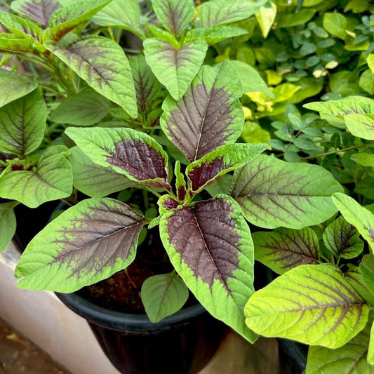 Peacock/Tricolor Amaranthus