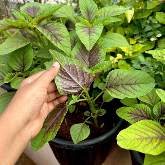 Peacock/Tricolor Amaranthus