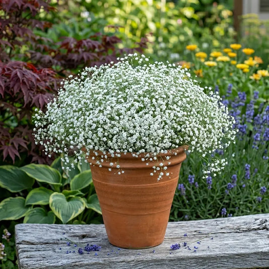 White Gypsophila