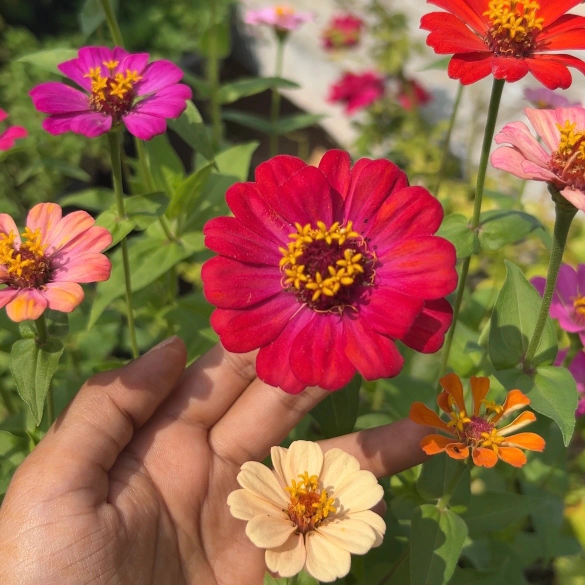 Zinnia Liliput Mixed Color