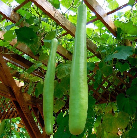 Bottle Gourd Long
