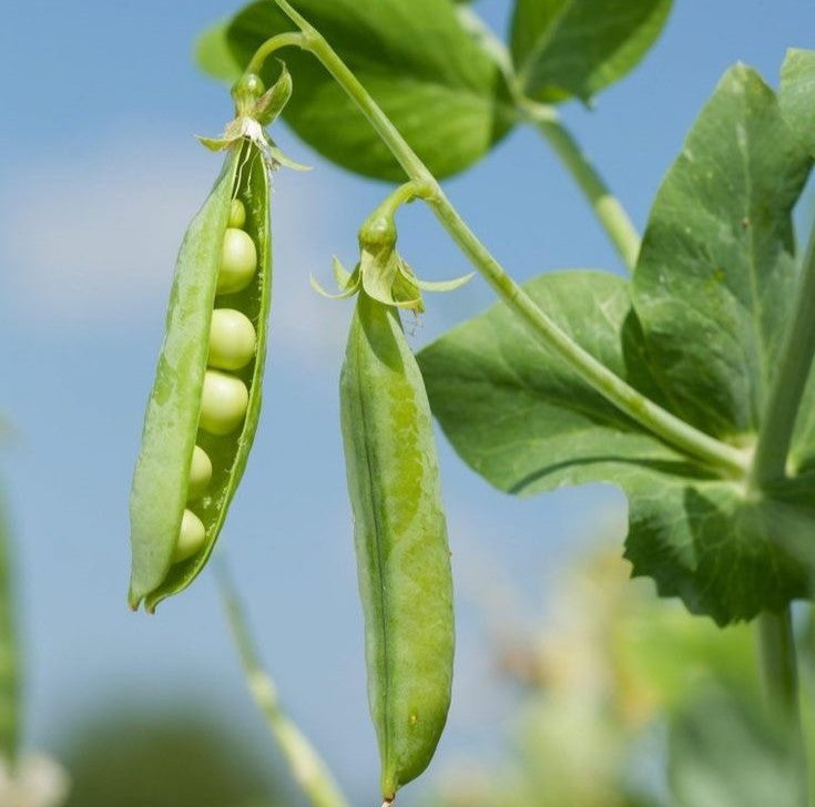 Green Peas